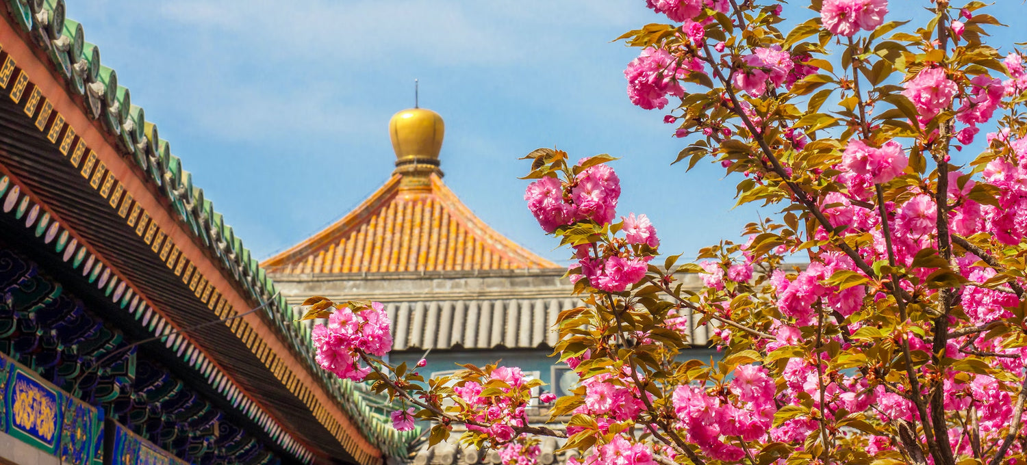 Buildings with Cherry Blossom trees surrounding 