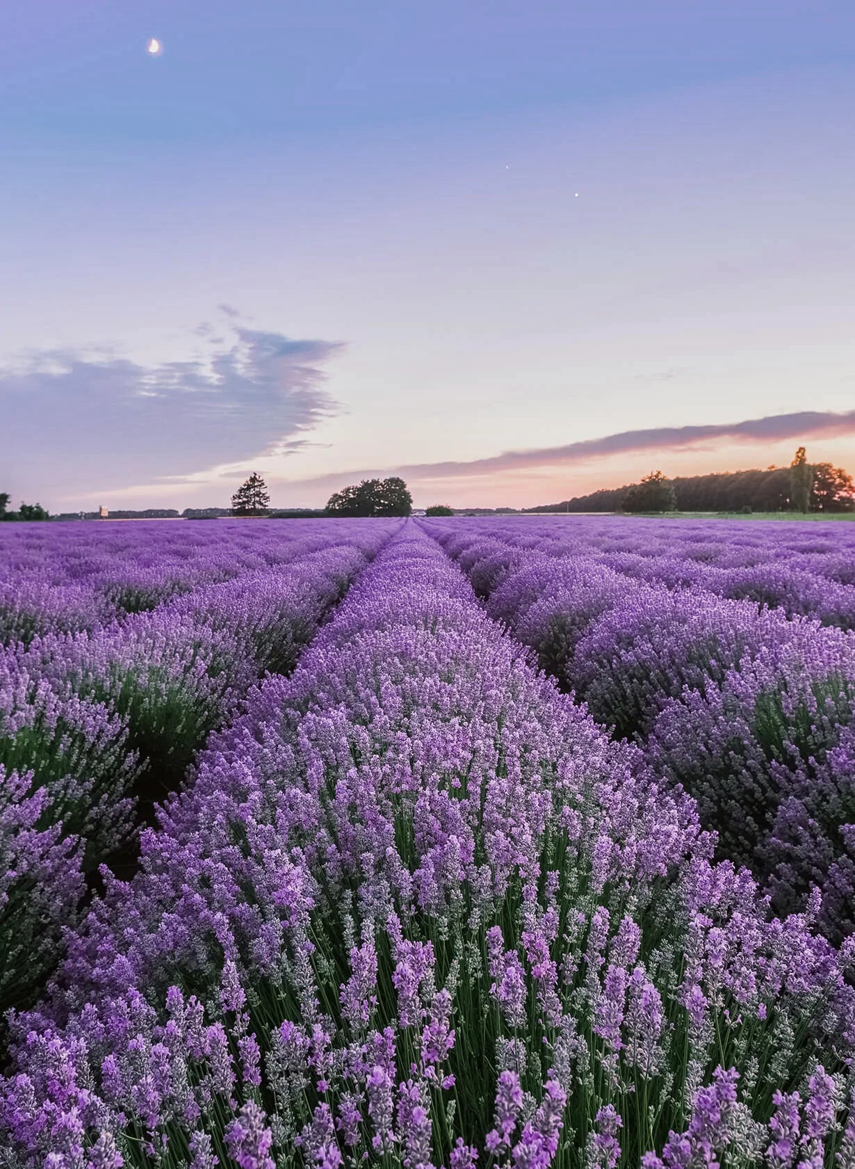 A field of Lavender