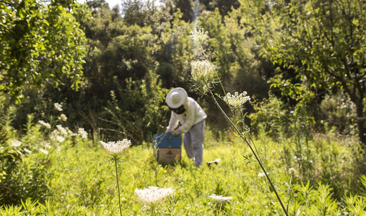 Bee Keeper in a meadow with flowers