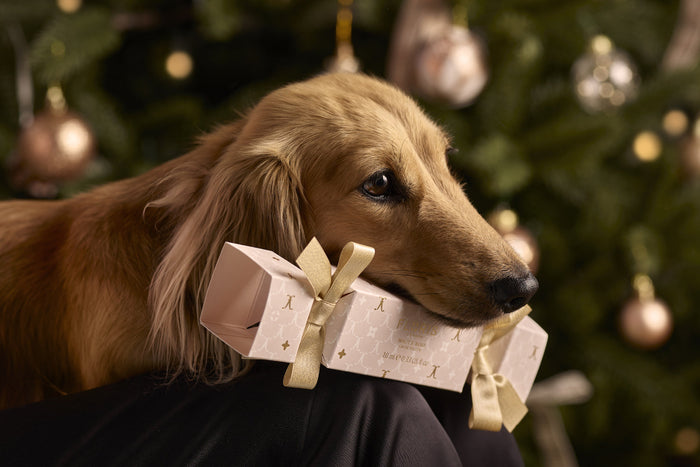 A charming dachshund holds a delicate pink Floris London gift box decorated with gold accents, sitting in front of a festive Christmas tree adorned with ornaments, adding a whimsical and heartwarming touch to the holiday scene.