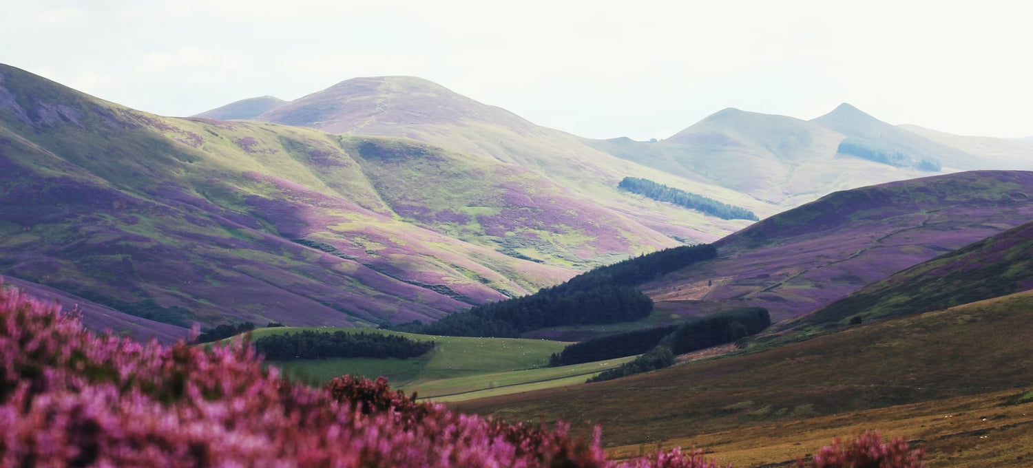 Backdrops of grassy hills with Purple and Green foliage 