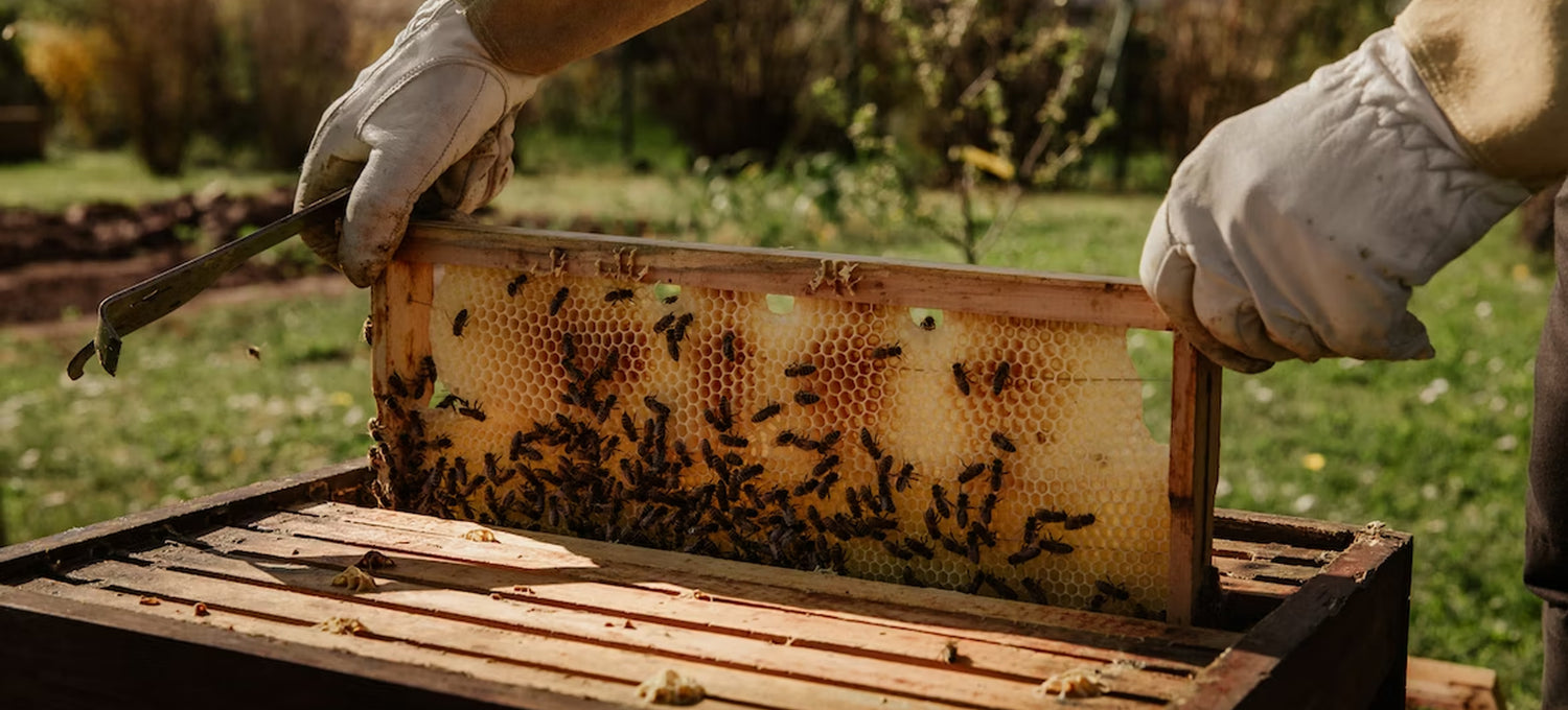 Bees going into hive showing honeycomb