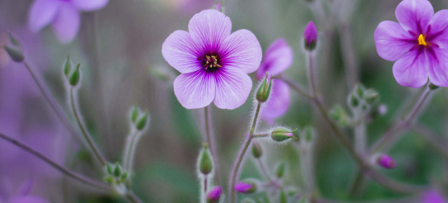A detailed picture of a Violet flower.