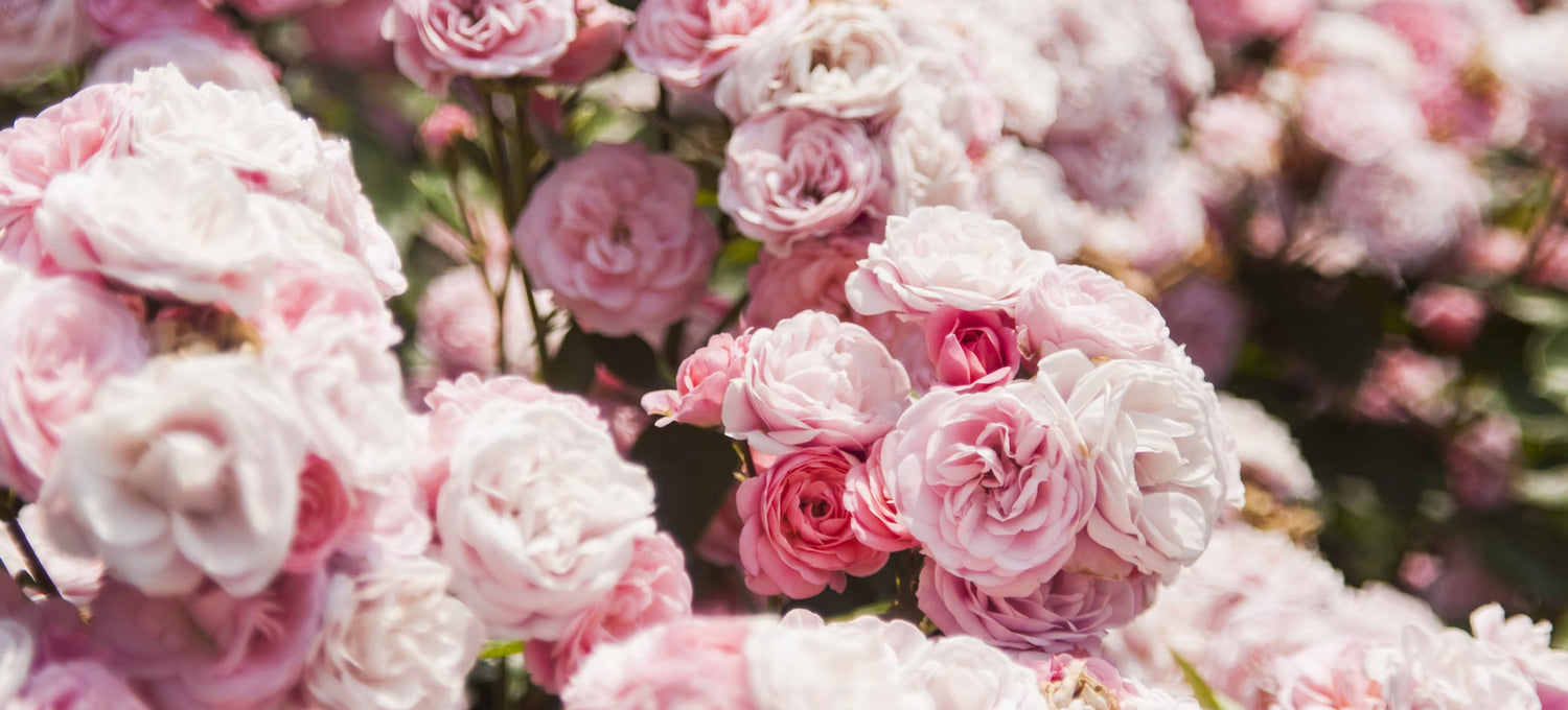 Pink and White roses with a blurred background