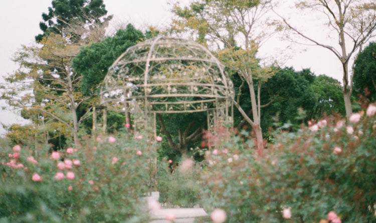 A floral garden with roses and tress in the background